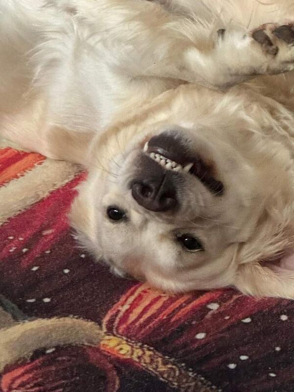 Golden Retriever puppies for sale in Leicester, Leicestershire – 2 years old - Image 2 of 4