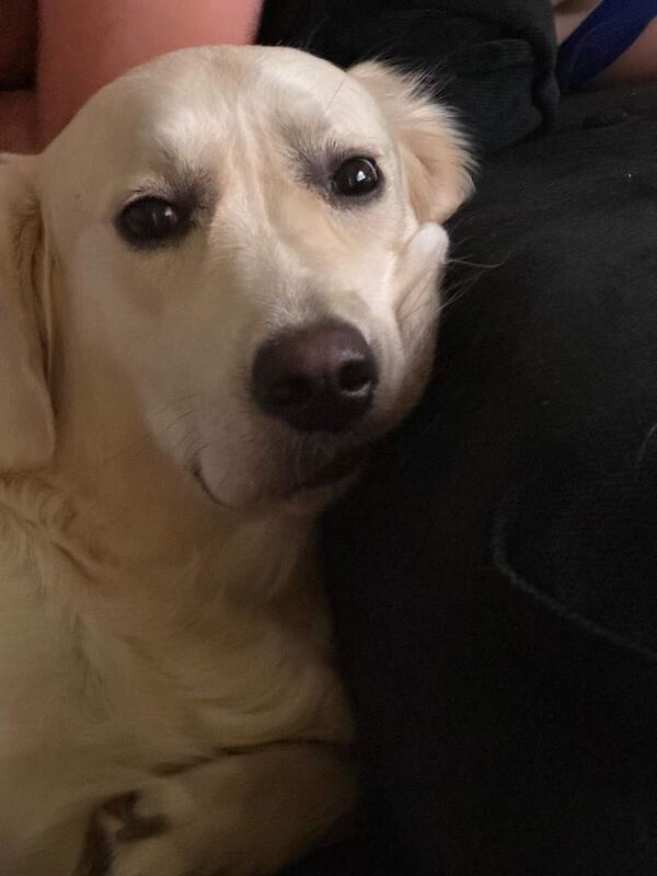 Golden Retriever puppies for sale in Leicester, Leicestershire – 2 years old - Image 3 of 4