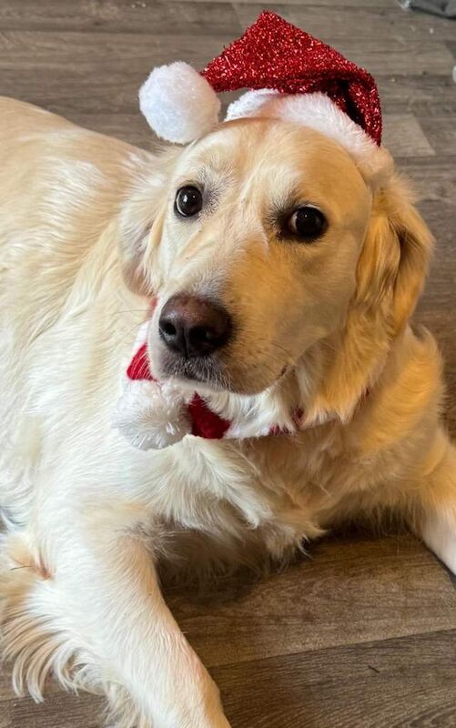 Golden Retriever puppies for sale in Leicester, Leicestershire – 2 years old - Image 4 of 4