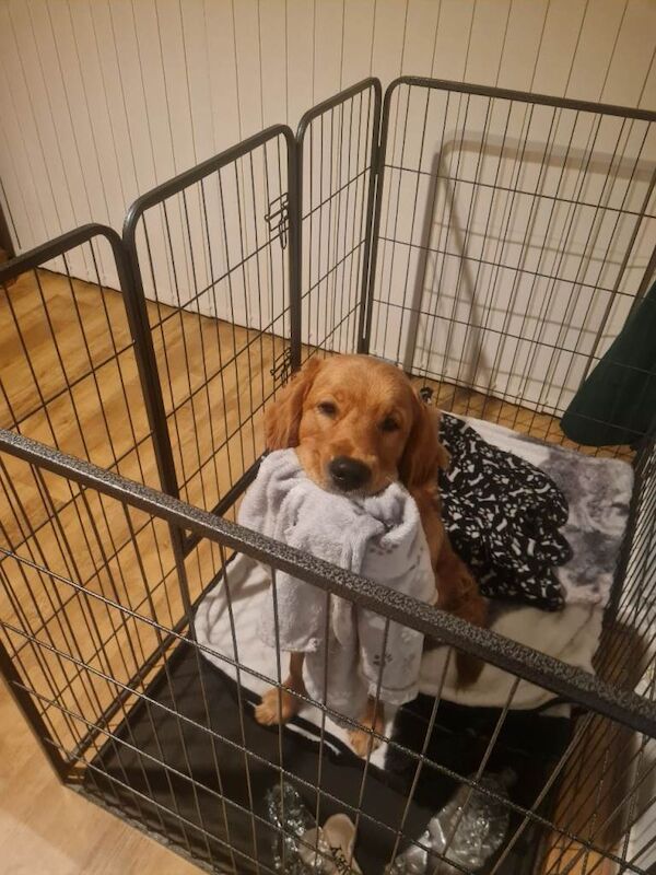 Golden Retriever puppies for sale in Hereford, Herefordshire – KC registered, 9 months old