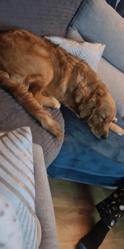 Golden Retriever puppies for sale in Hereford, Herefordshire – KC registered, 9 months old - Image 2 of 3