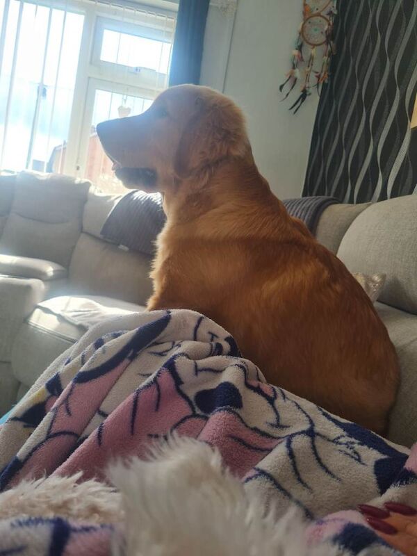 Golden Retriever puppies for sale in Hereford, Herefordshire – KC registered, 9 months old - Image 3 of 3