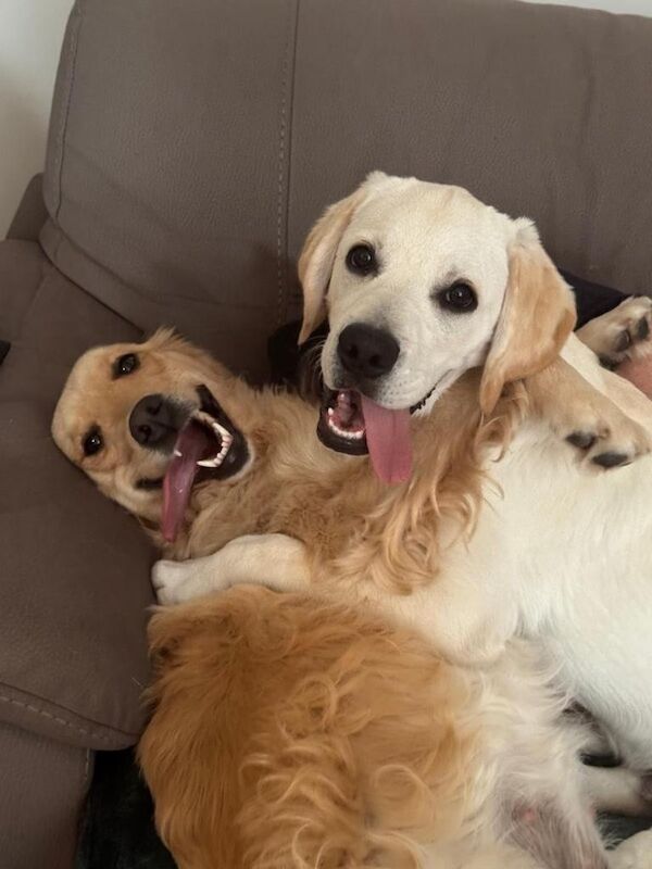 Golden Retriever Puppies For Sale Under £1,000