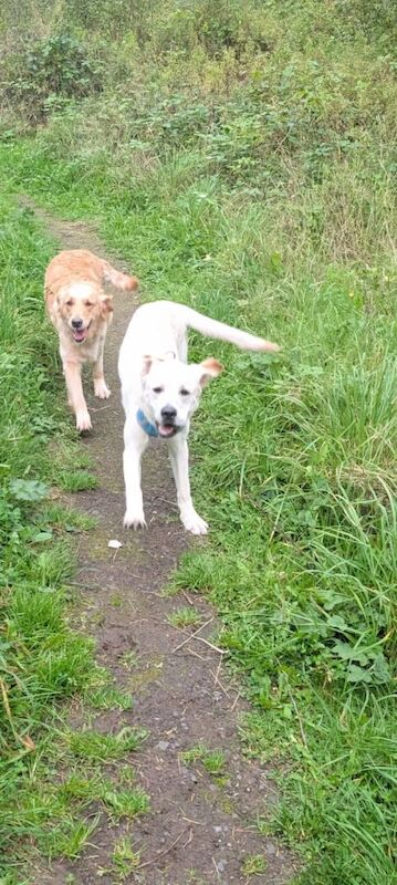 Golden Retriever puppies for sale in Lisburn, County Down – KC registered, 10 months old - Image 2 of 3