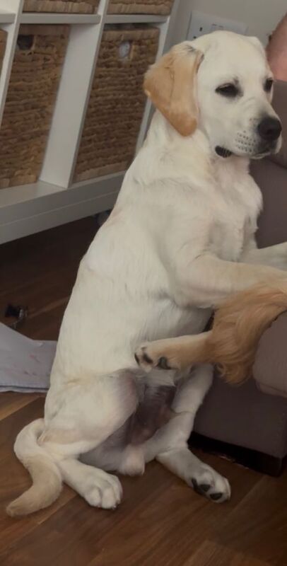 Golden Retriever puppies for sale in Lisburn, County Down – KC registered, 10 months old - Image 3 of 3