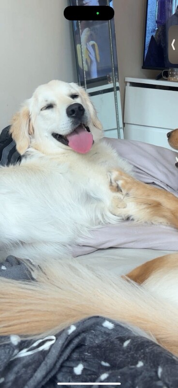 Golden Retriever Puppies For Sale Under £1,000