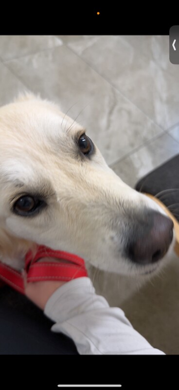 Golden Retriever puppies for sale in Dromore , County Down – 1 year old - Image 2 of 5