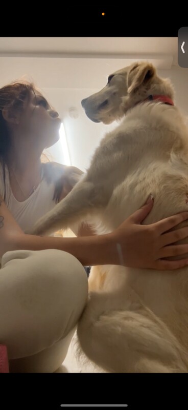 Golden Retriever puppies for sale in Dromore , County Down – 1 year old - Image 3 of 5