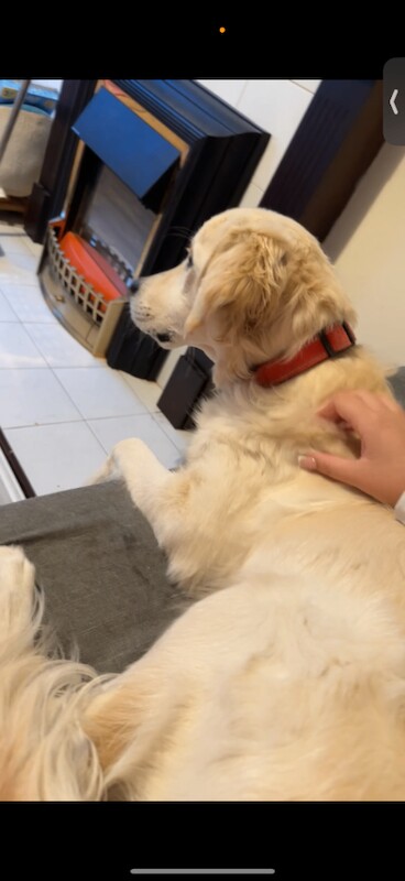 Golden Retriever puppies for sale in Dromore , County Down – 1 year old - Image 4 of 5