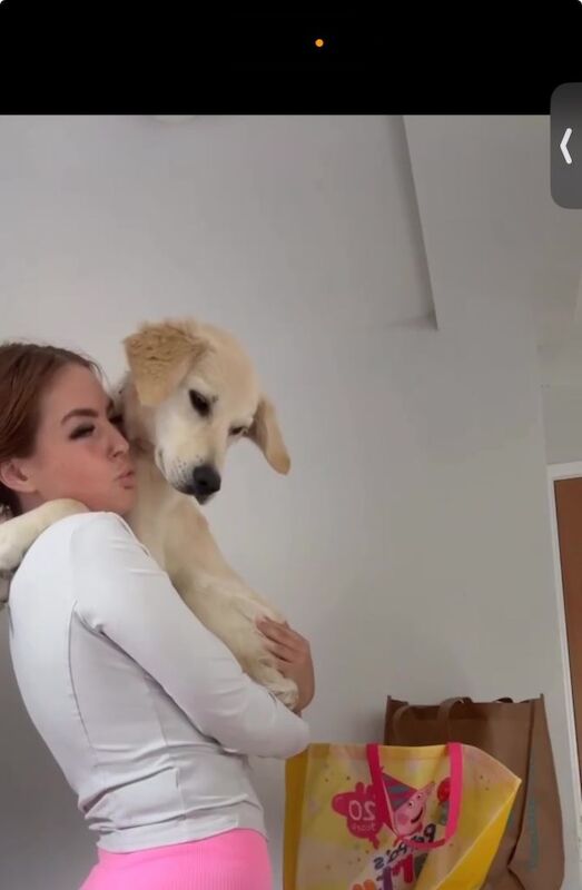 Golden Retriever puppies for sale in Dromore , County Down – 1 year old - Image 5 of 5