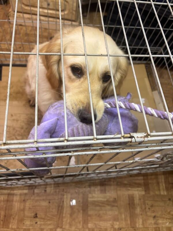 Golden retriever - Image 2 of 5