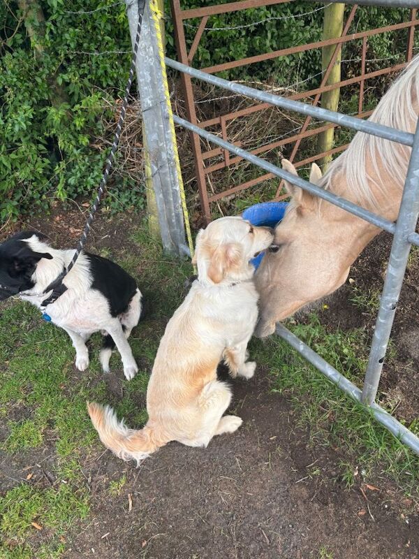 Golden retriever - Image 3 of 5
