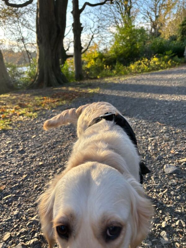 Golden retriever - Image 5 of 5