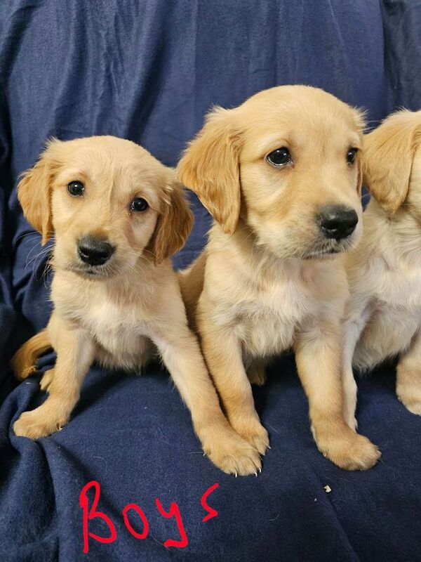 Health Tested Golden Retriever Puppies For Sale