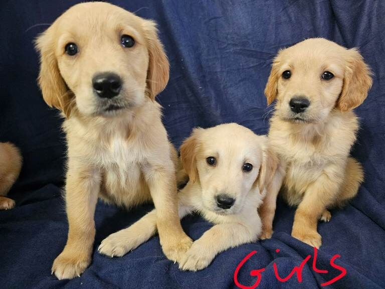 Golden retriever - Image 2 of 4