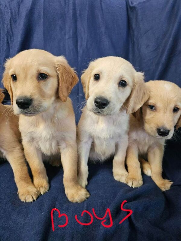 Golden retriever - Image 3 of 4