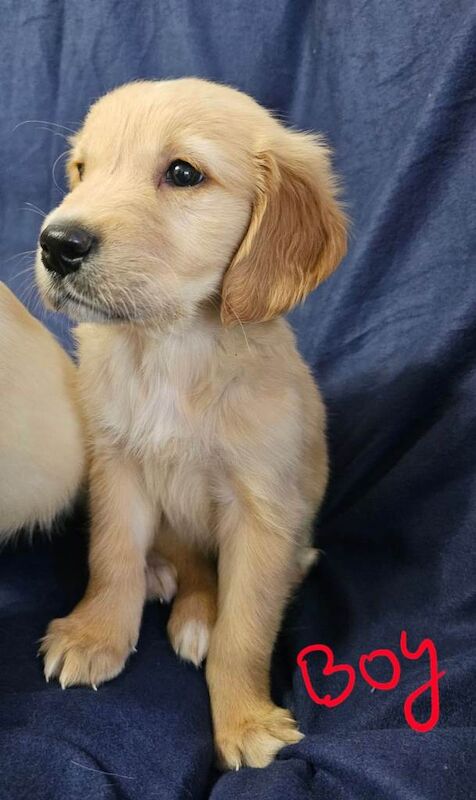 Golden retriever - Image 4 of 4