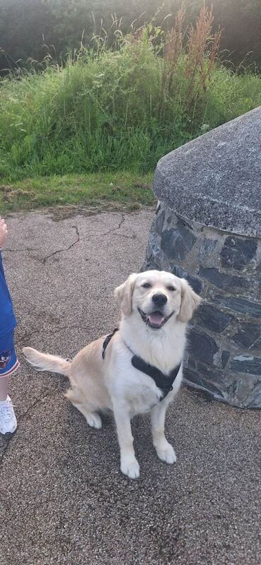 Golden retriever