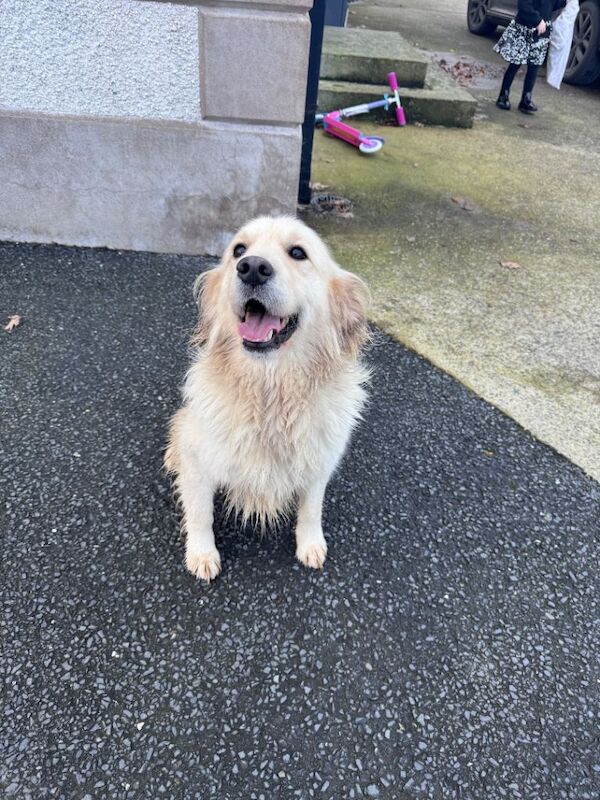 Golden retriever