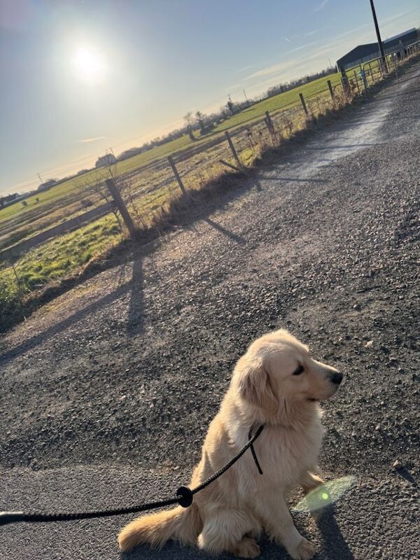 Golden retriever - Image 2 of 3