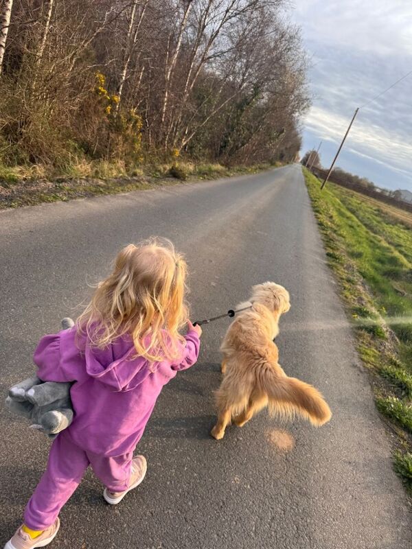 Golden retriever - Image 3 of 3