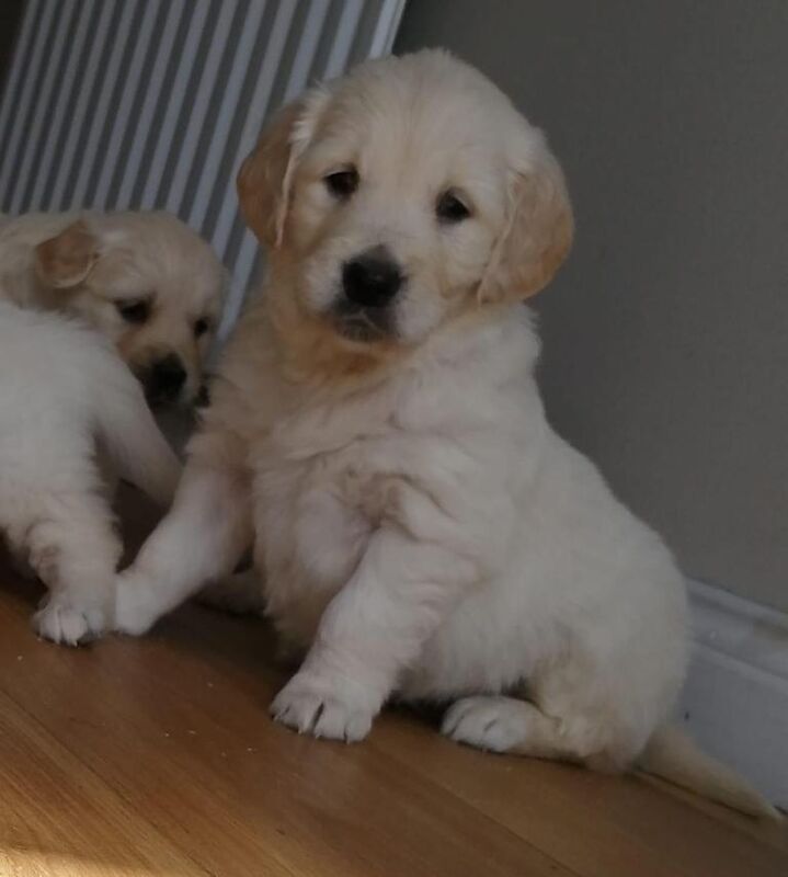 Golden Retriever