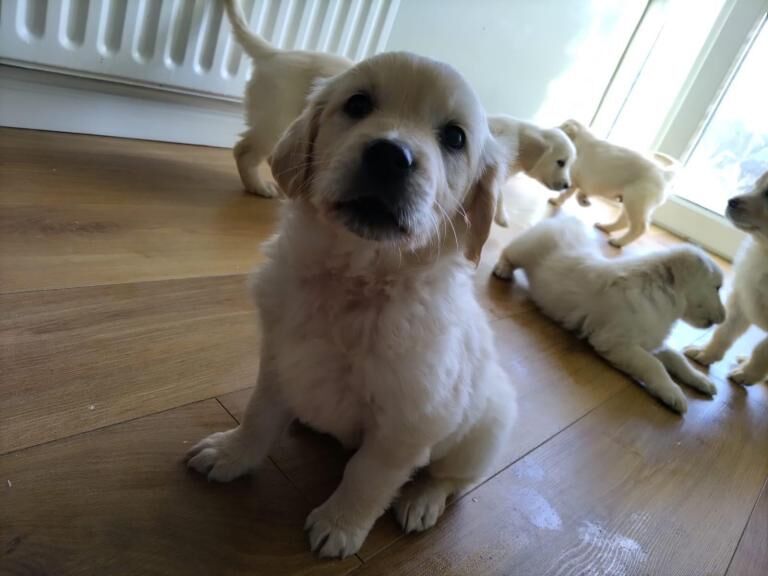 Golden Retriever - Image 2 of 3