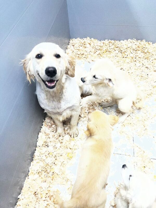 Golden Retriever - Image 3 of 3