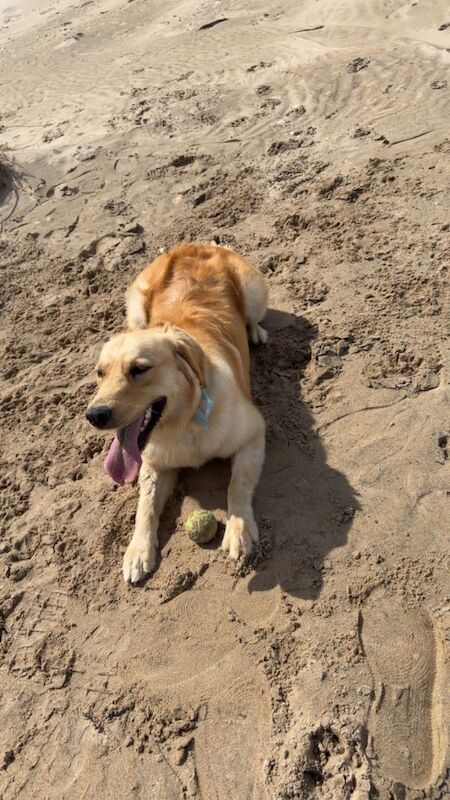 Golden Retriever Puppies For Sale
