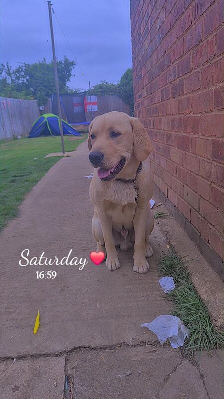 Golden Retriever Puppies For Sale