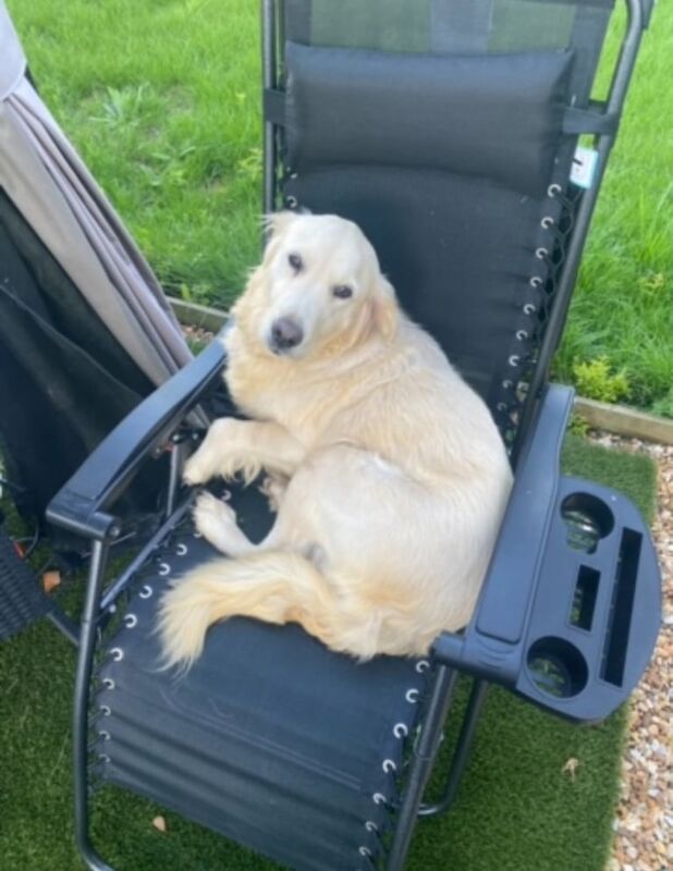 Golden Retriever puppies for sale in Bedford, Bedfordshire – 6 years old