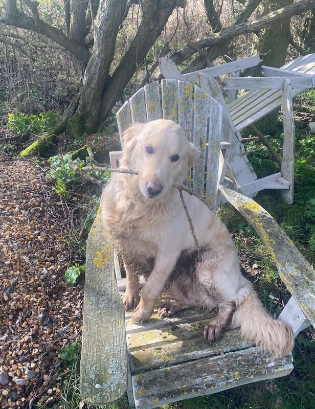 Golden Retriever puppies for sale in Bedford, Bedfordshire – 6 years old - Image 2 of 3