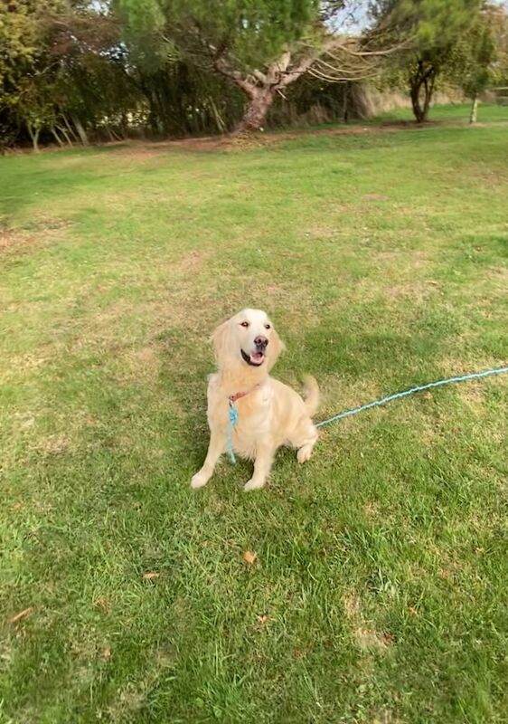 Golden Retriever puppies for sale in Bedford, Bedfordshire – 6 years old - Image 3 of 3