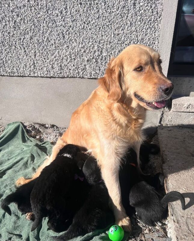 Golden Retriever Puppies For Sale Under £1,000