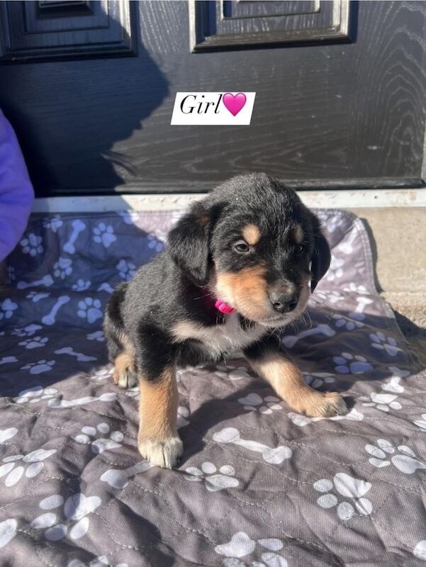 Golden retriever border collie cross puppies - Image 2 of 6