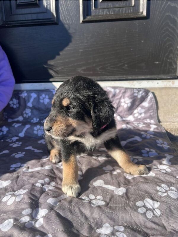 Golden retriever border collie cross puppies - Image 3 of 6