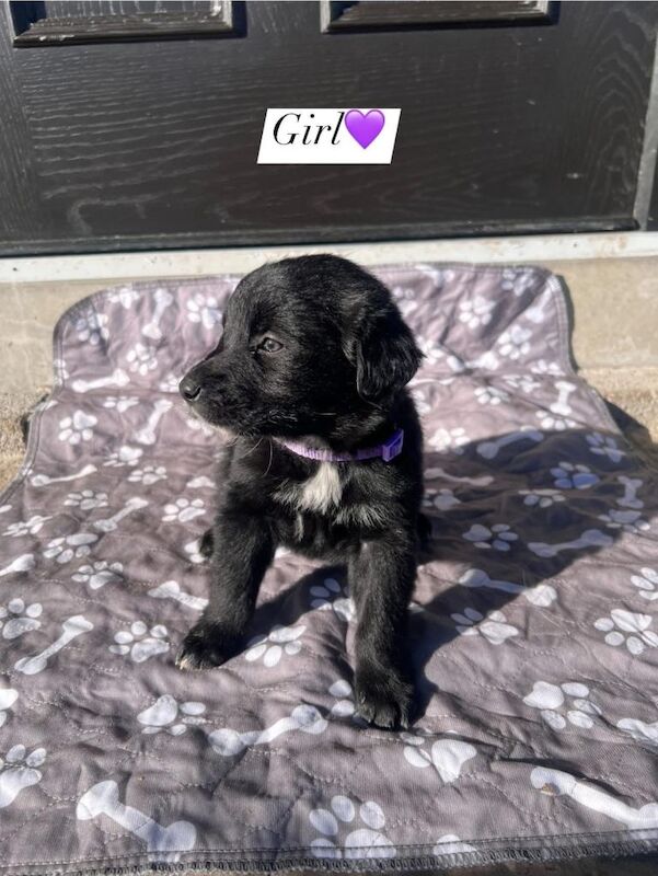 Golden retriever border collie cross puppies - Image 4 of 6