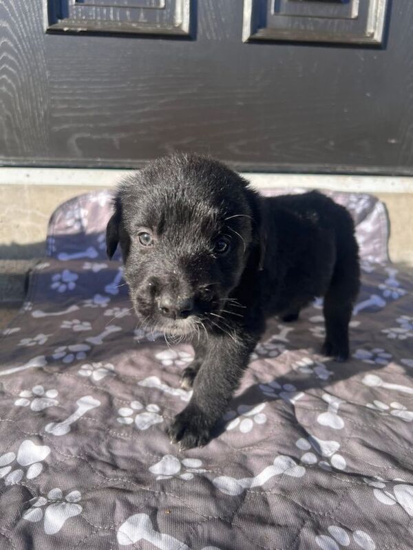 Golden retriever border collie cross puppies - Image 5 of 6