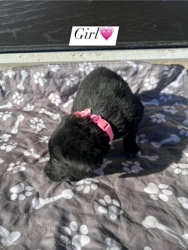 Golden retriever border collie cross puppies - Image 6 of 6