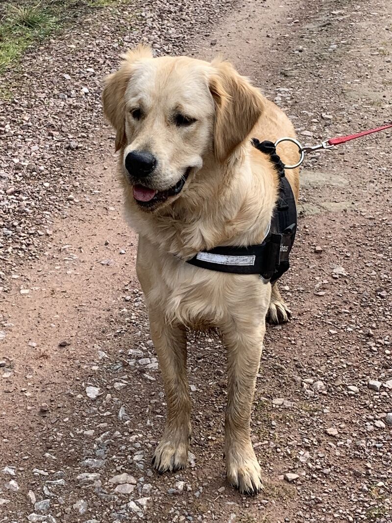 Golden Retriever Boy9 Months Old. £700 For Sale in Ruardean