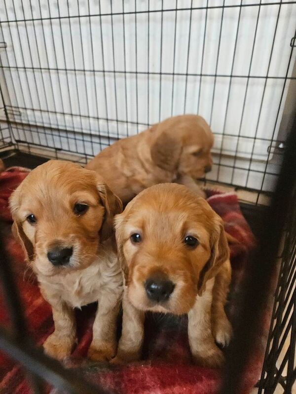 Golden Retriever puppies for sale in Newry, County Armagh – 6 weeks old