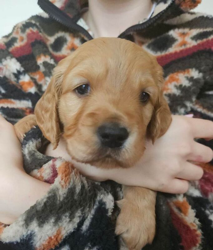 Golden Retriever puppies for sale in Newry, County Armagh – 7 weeks old - Image 2 of 4
