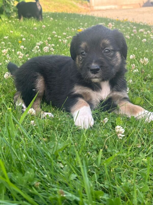 Golden Retriever Puppies For Sale