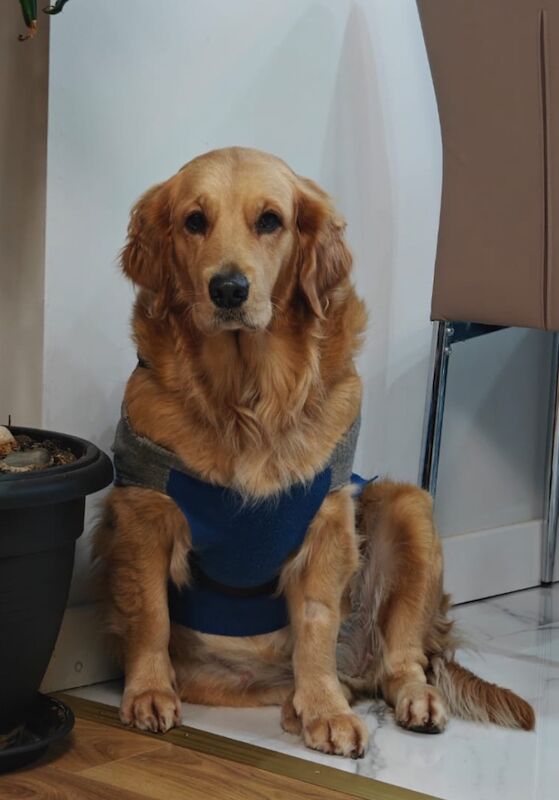 Golden Retriever puppies for sale in Chelmsford, Essex – KC registered, a few seconds old