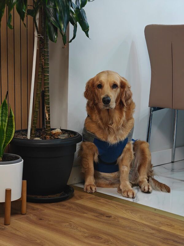 Golden Retriever puppies for sale in Chelmsford, Essex – KC registered, a few seconds old - Image 2 of 3