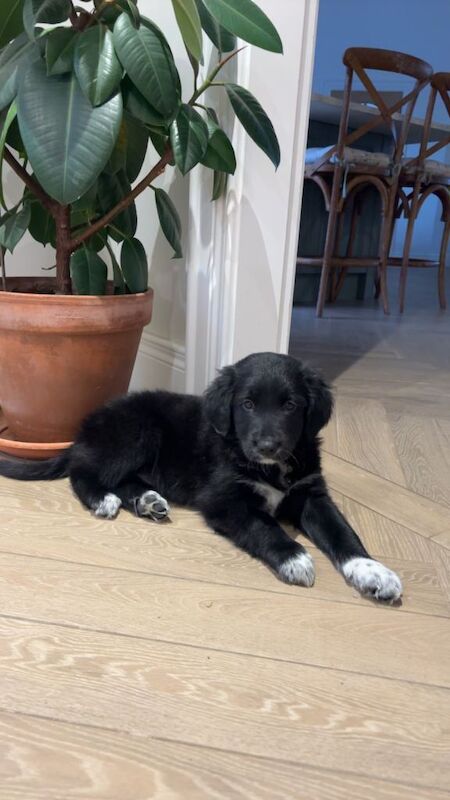Golden Retriever Puppies For Sale Under £1,000