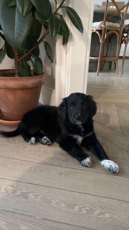 Golden Retriever puppies for sale in Ballynahinch, County Down – 6 weeks old - Image 2 of 6