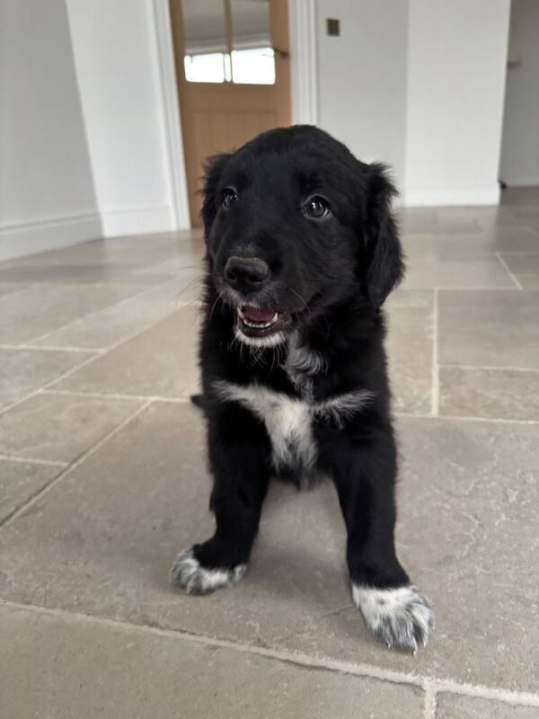 Golden Retriever puppies for sale in Ballynahinch, County Down – 6 weeks old - Image 3 of 6