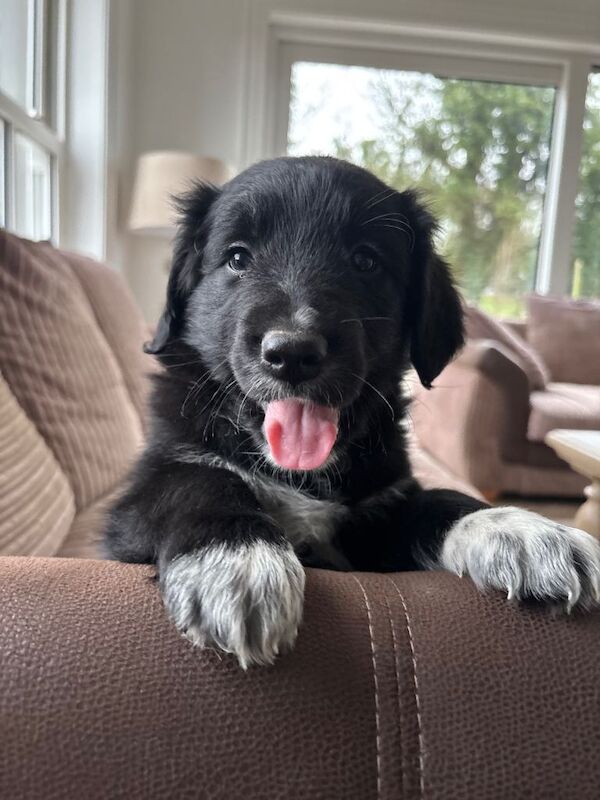 Golden Retriever puppies for sale in Ballynahinch, County Down – 6 weeks old - Image 4 of 6