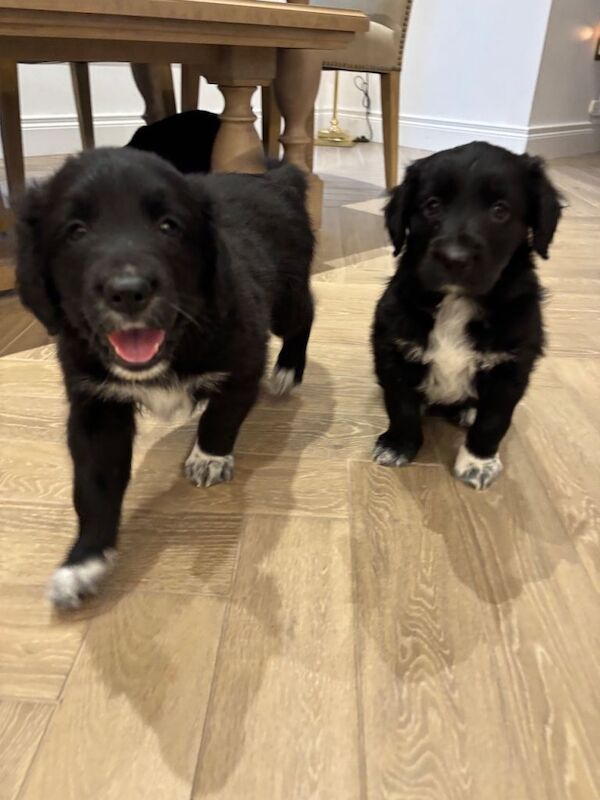 Golden Retriever puppies for sale in Ballynahinch, County Down – 6 weeks old - Image 5 of 6